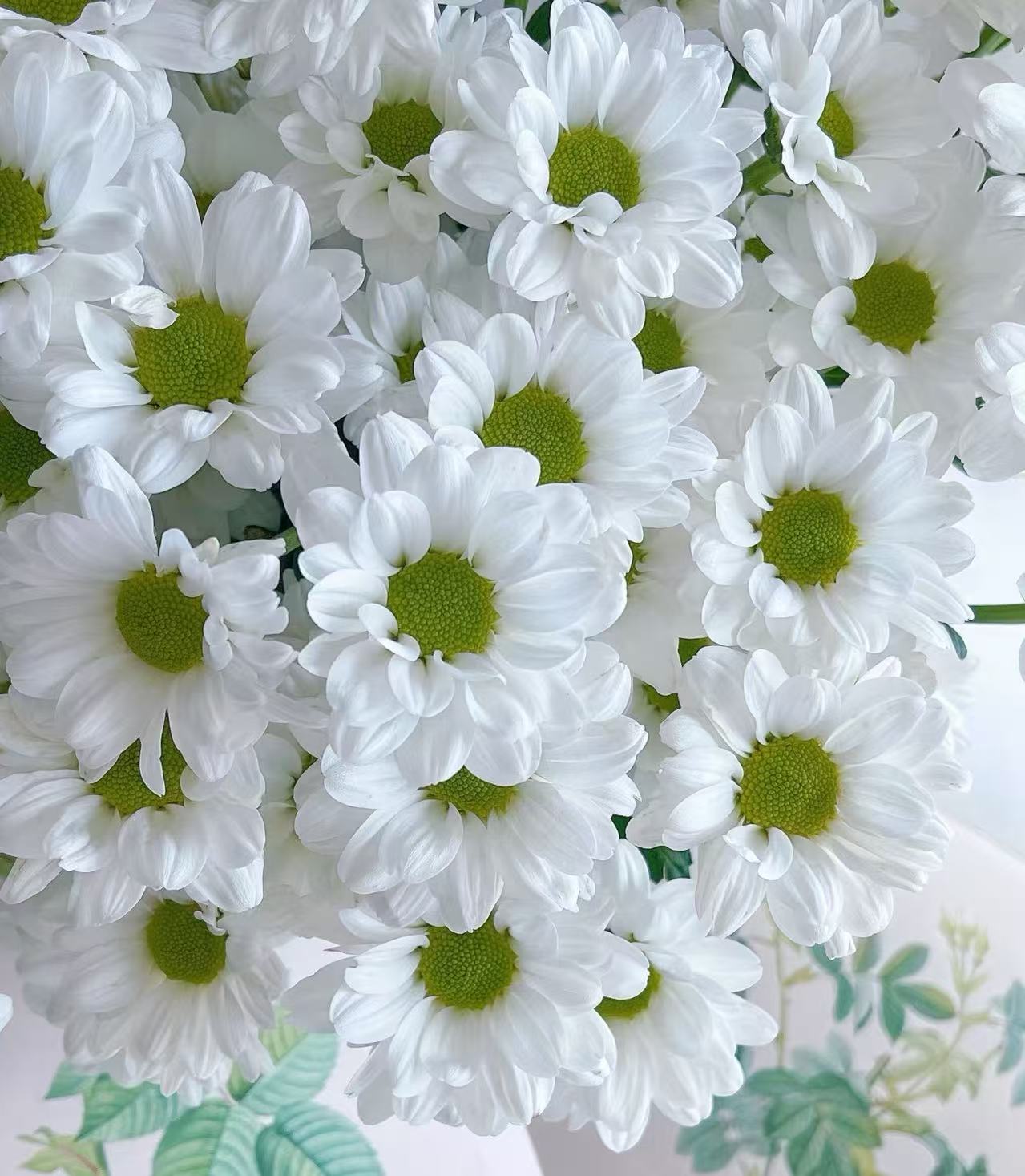 সোফিটেল স্প্রে সাদা ক্রাইস্যান্থেমাম Sofitel spray white chrysanthemum