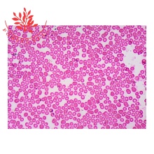 Human Anatomy Glass Slide Pathology Set