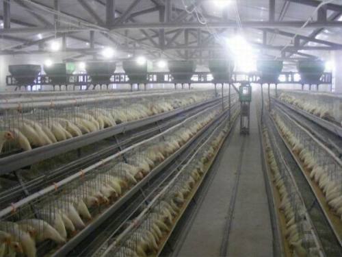 Hot Galvanized Automatic Chicken Cages for Layer/ Broiler (A3L120)