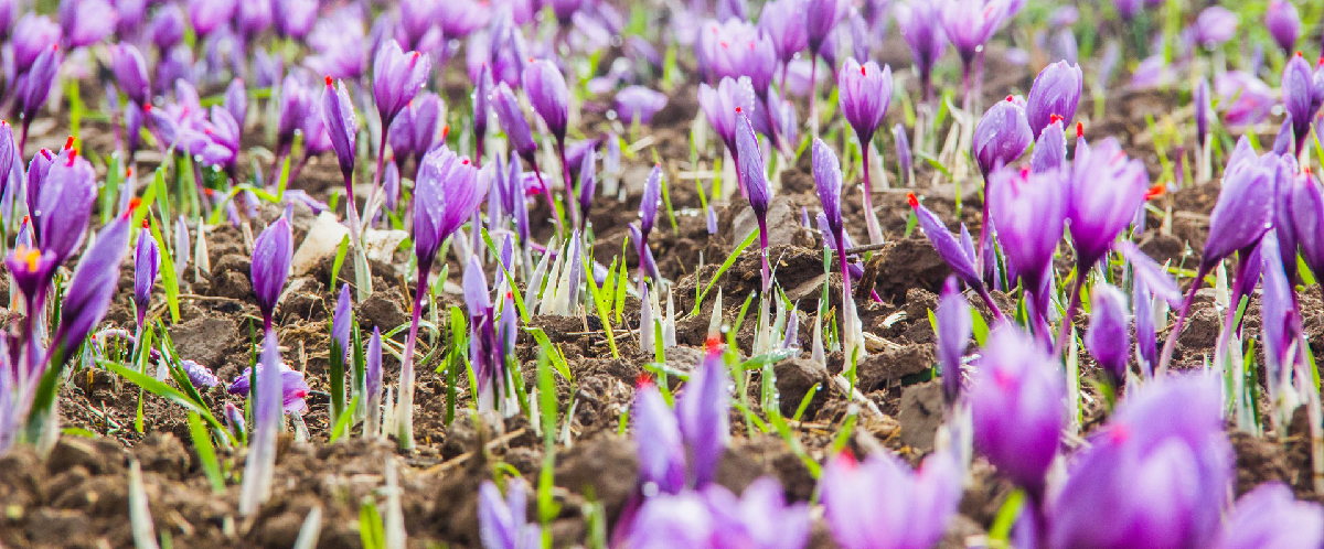 Saffron-Extract Saffron-Extract