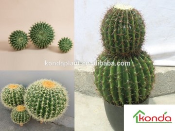 Best selling artificial cactus plants,artificial cactus,indoor cactus plants,decorative fake plant
