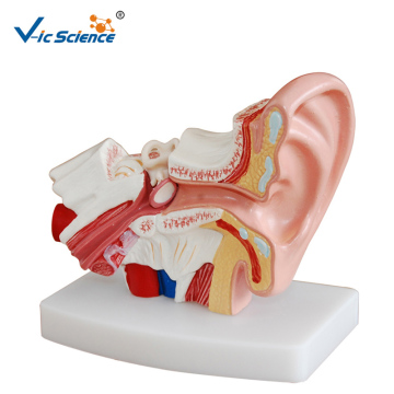 Desktop Ear Teaching Model