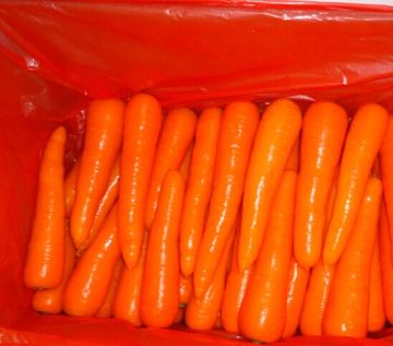 New Crop Fresh Carrot