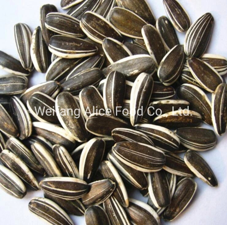 Wholesale New Crop Raw and Roasted Sunflower Seeds Price 361, 363, 5009, 601