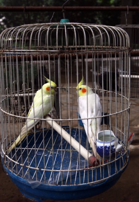 firm and cheap parrot cage for pet poultry