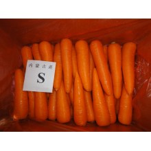 6.5kg Karton Verpackung frischen Karotten für Dubai JEBEL ALI