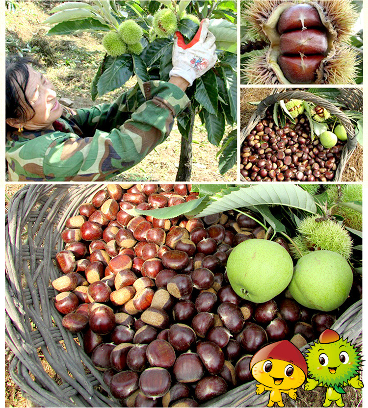 organic sweet fresh tianjin chestnuts