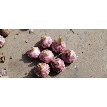 Purple garlic TAIKONG garlic