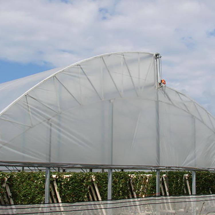 Tunnel tropical plastic film grape production greenhouse