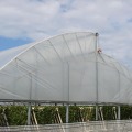 Tunnel tropical plastic film grape production greenhouse