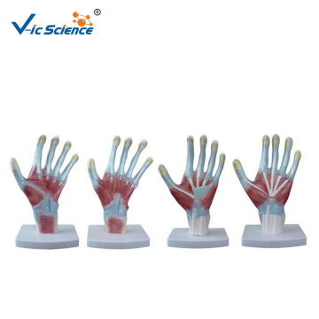 Human Palm Anatomy Medical Model 4PCS