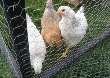 Alibaba supplier chicken wire mesh/Lowest price of Hexagonal chicken wire mesh in china