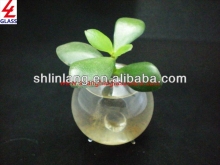 Hyacinth glass hydroponics bottle