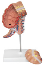 The appendix and the anatomy of the cecum