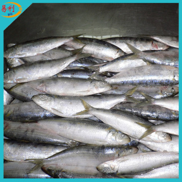 Fresh frozen sardines fish for bait on sale
