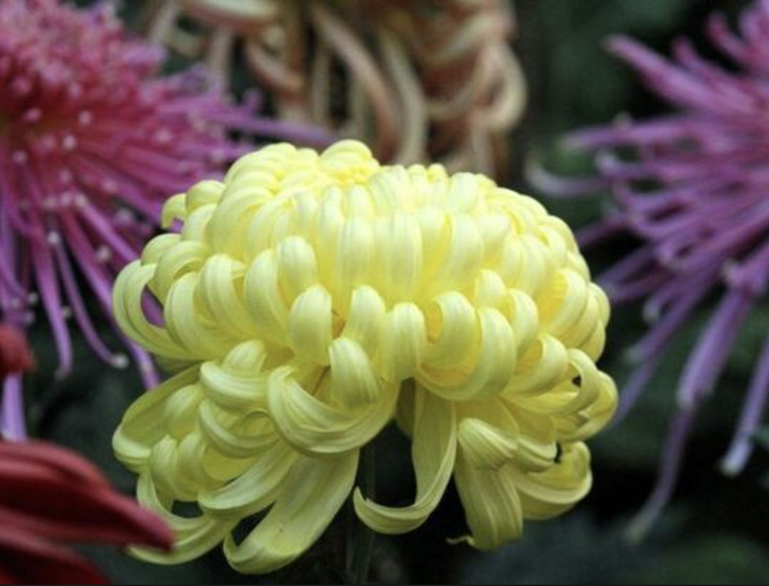 Proveedor de polvo de extracto de crisantemo Chrysanthemum Extract Powder Supplier