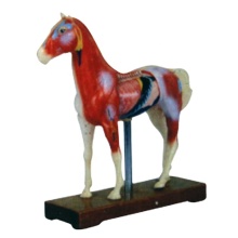 Horse Anatomy Medical Model: Anatomic Animal Model with Organs and Skeleton for Education