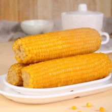 Tasseling Corn