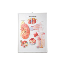 3D Chart for Kidney: Detailed Visual Representation