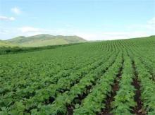 CLEARGRAZE  Pasture Herbicide