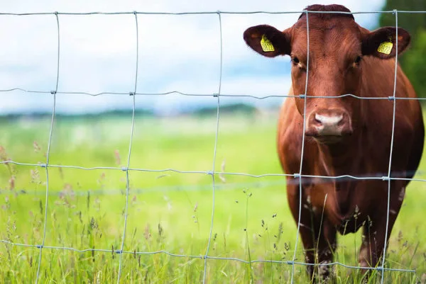 Amazon Australia Hinge Joint Fence Galvanized Woven Field Fence for Livestock