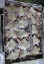 Frozen Squid Leftover Wing Nototodarus Sloanii 0-200g