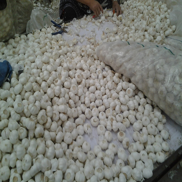 China pure white garlic factory sale, new crop fresh garlic export 2021