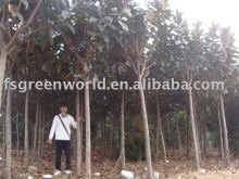 Ficus elastica landscaping trees