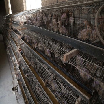 Battery Quail Cage Good Price