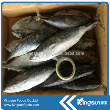 Top Quality Fish Frozen Bonito Whole Round