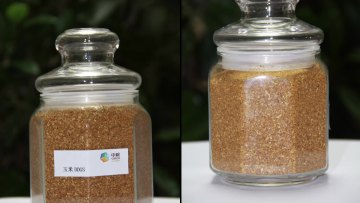 Corn gluten feed dairy cows