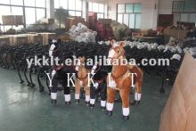 outdoor riding horse