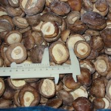IQF Frozen Shiitake Mushroom Whole/Cuts/Slices