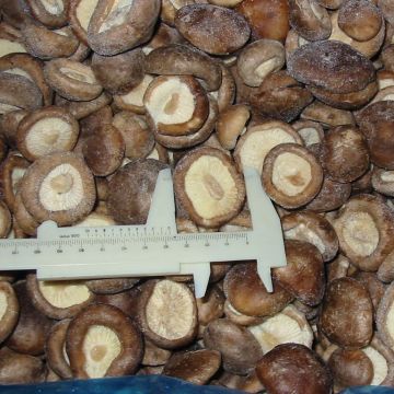 IQF Frozen Shiitake Mushroom Whole/Cuts/Slices