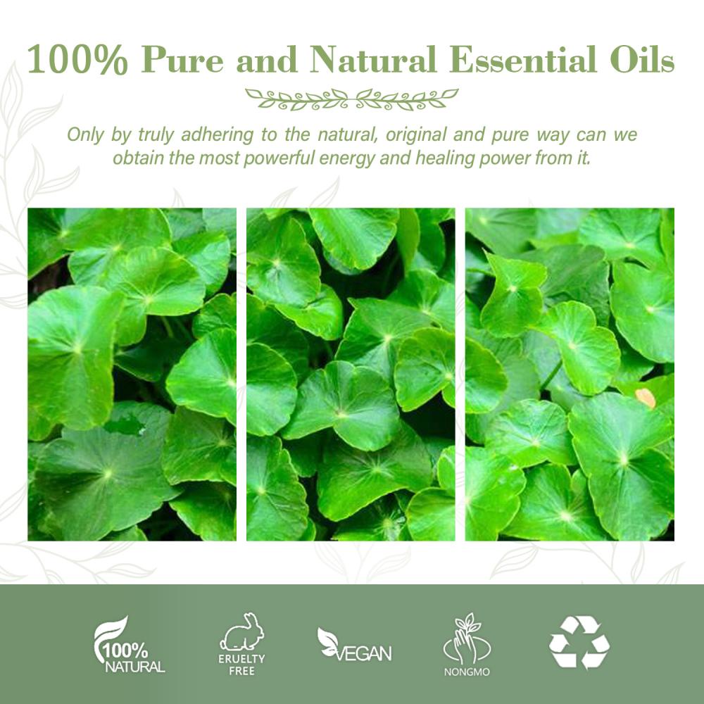 Centella Essential Extract Organic Natural Natural Skin Care Masage Massage du corps aromathérapie