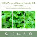 Centella esencial Extracto de aceite orgánico Natural para el cuidado de la piel Masaje corporal Aromaterapia