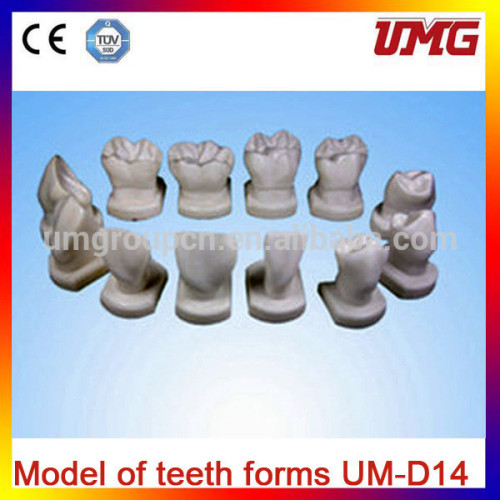 Medical Model of teeth forms