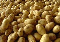 2014 New Crop Potato Vegetable