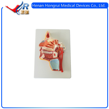 ISO Advancde Human Head Anatomical Model&High Quality Human Brain Anatomical Model