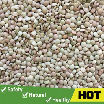 China yellow lentils for export