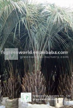butia capitata outdoor big cold hardy palm trees