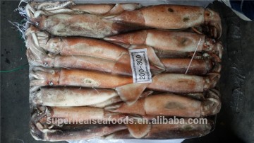 Frozen Illex argentinus squid