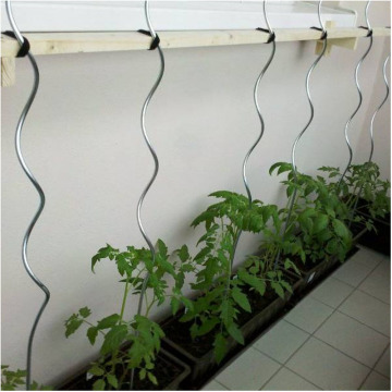 Soporte espiral de tomate galvanizado