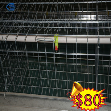 live birds farm chicken cage