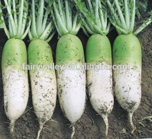 Chinese vegetable seeds Hybrid F1green radish seeds For Growing-New Green Top