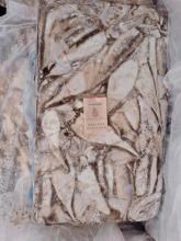 Frozen Arrow Squid Whole Round 200-300g