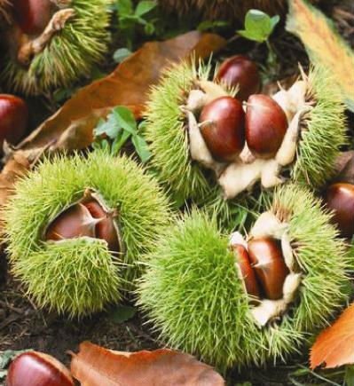 fresh Chinese chestnuts