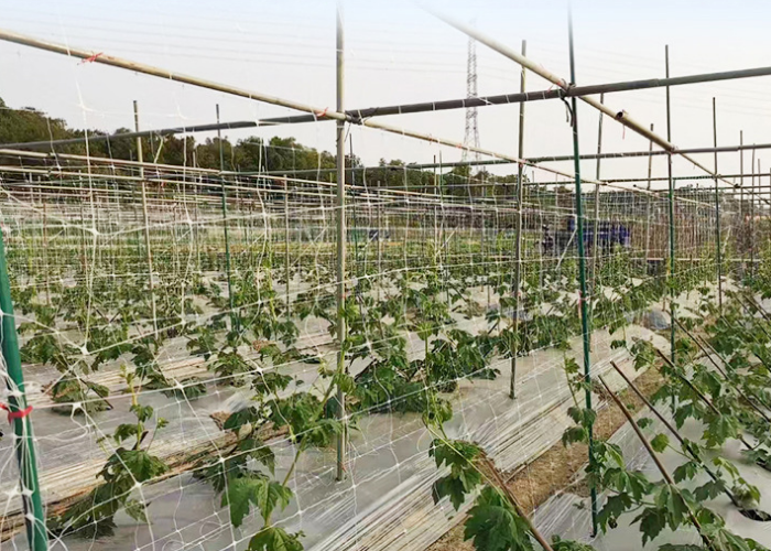 Plant Net47 plant net47