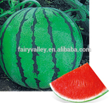 Hybrid big watermelon seeds For Growing-Meizun