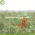 Factory Supply Fruit Nutrition Herbal Type Goji Berry